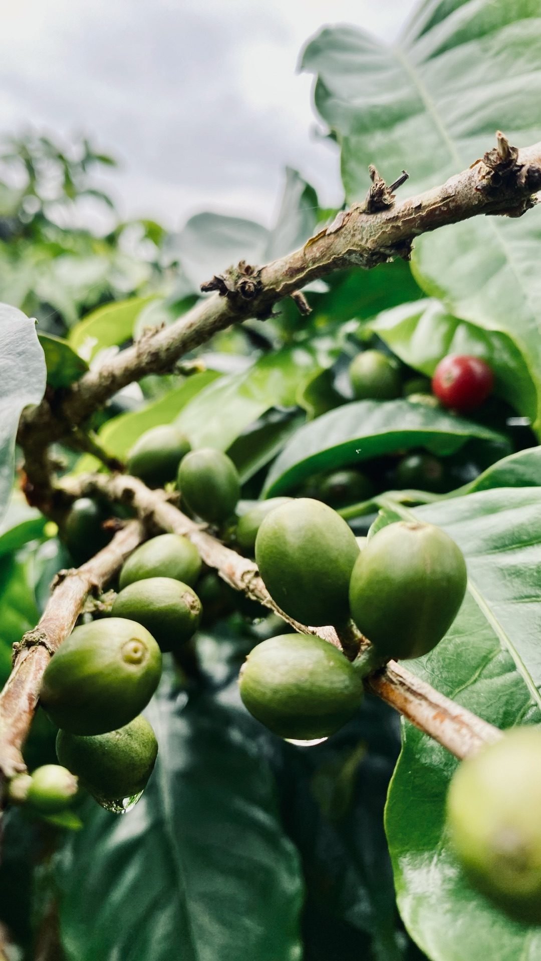 Cerezas de café en la rama, en la finca
