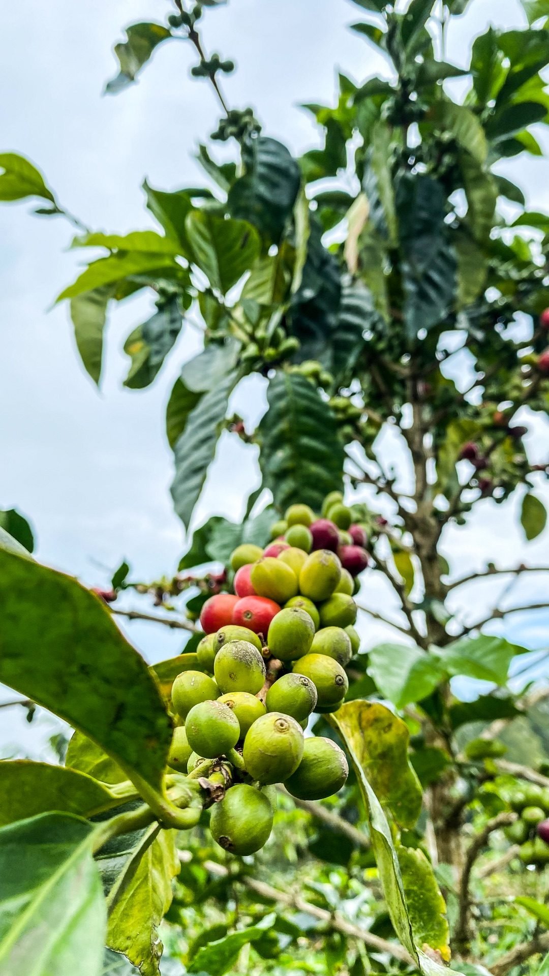 Rama de café con cerezas verdes y rojas, en la finca