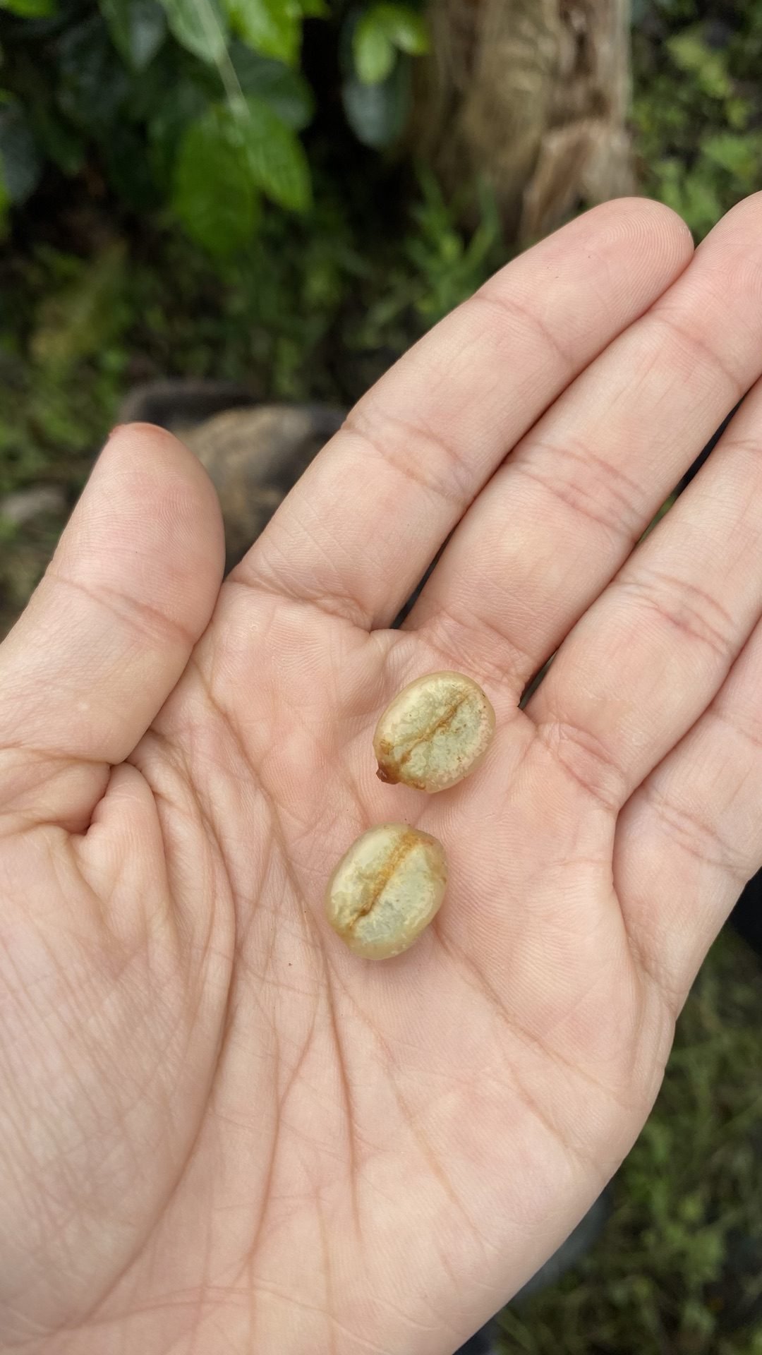 Dos granos de café pergamino secos en la palma de la mano