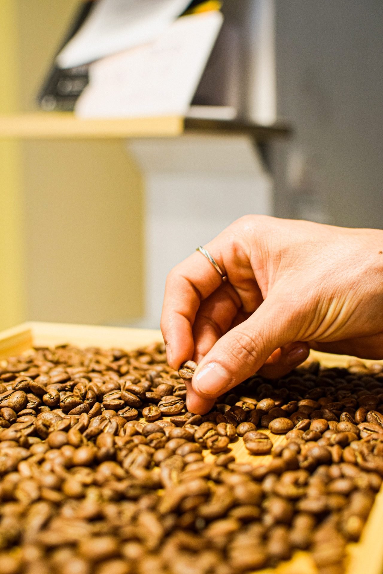 Mano escogiendo granos de café recién tostados